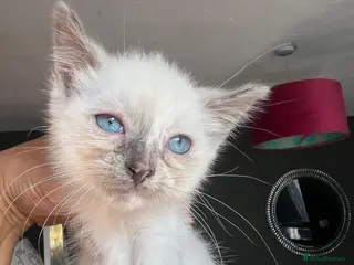 Ragdoll cats Fluffy ragdollx looking to take pride in your home - Advert 4