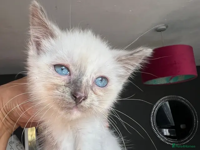 Ragdoll cats Fluffy ragdollx looking to take pride in your home - Advert 24
