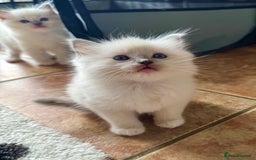 Ragdoll cats for sale: GCCF registered Blue mitted Ragdoll kittens - Image 6