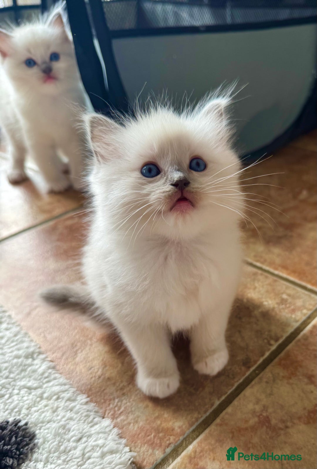 Ragdoll cats for sale: GCCF registered Blue mitted Ragdoll kittens - Image 6