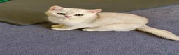 Scottish Fold cats for sale: ADORABLE SCOTISH FOLD KITTENS - Advert 3