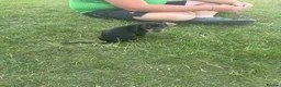 Miniature Dachshund dogs for sale: Miniature dachshund male in Halifax - Advert 3