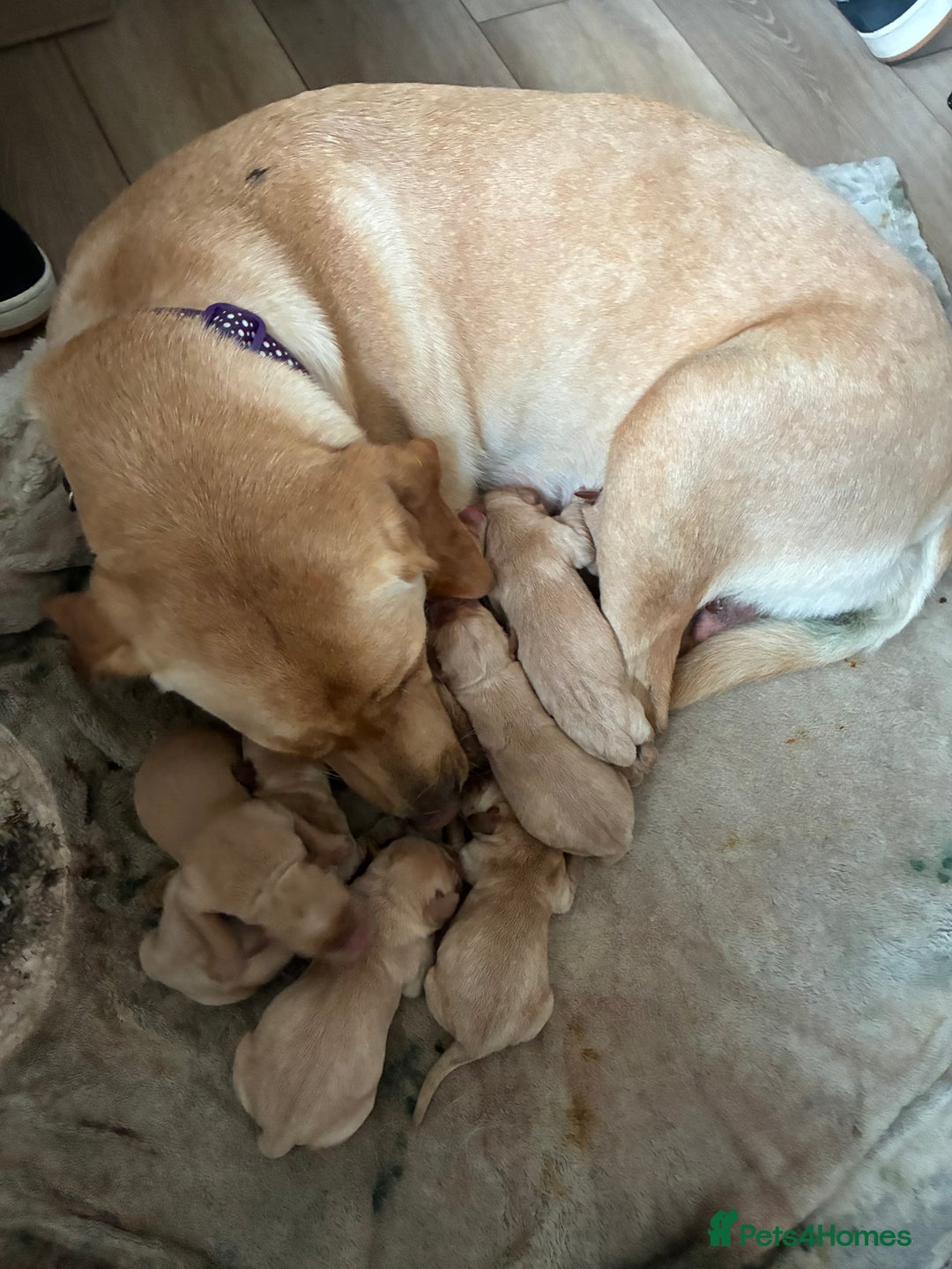 Labrador Retriever dogs for sale: Golden and Fox Red Labrador Retriever puppies - Image 6