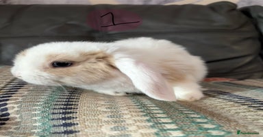 Mini Lop rabbits - Advert 7