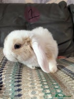 Mini Lop rabbits - Advert 7