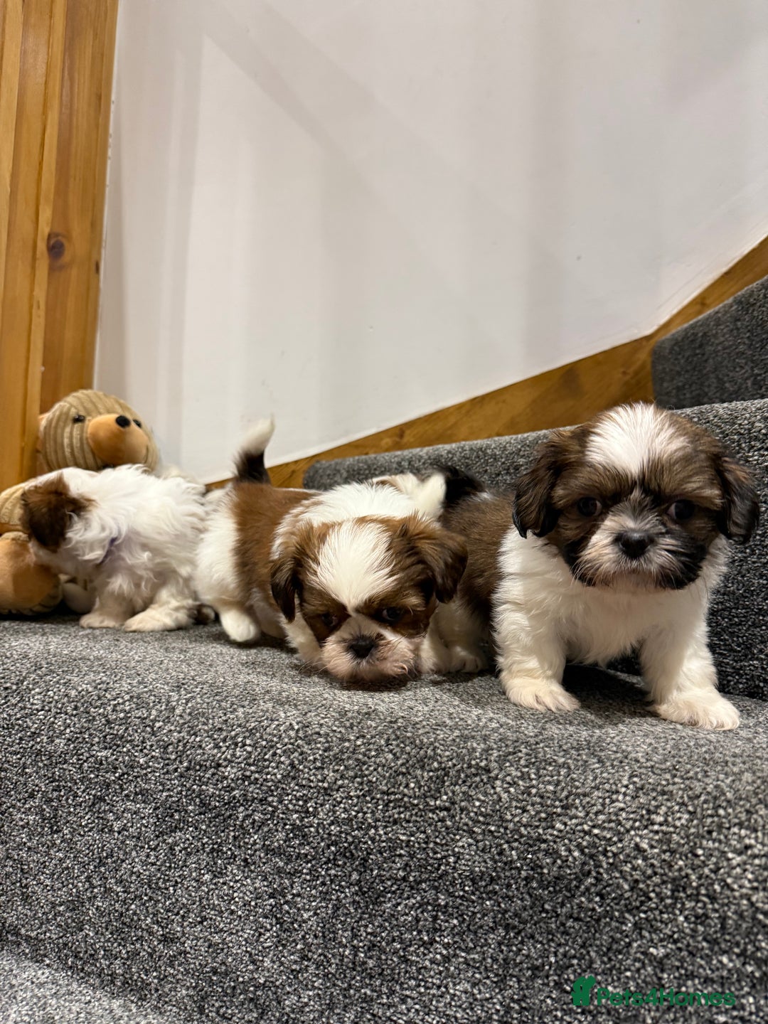 Shih Tzu dogs for sale: Summer Shihtzu Puppies - Image 3