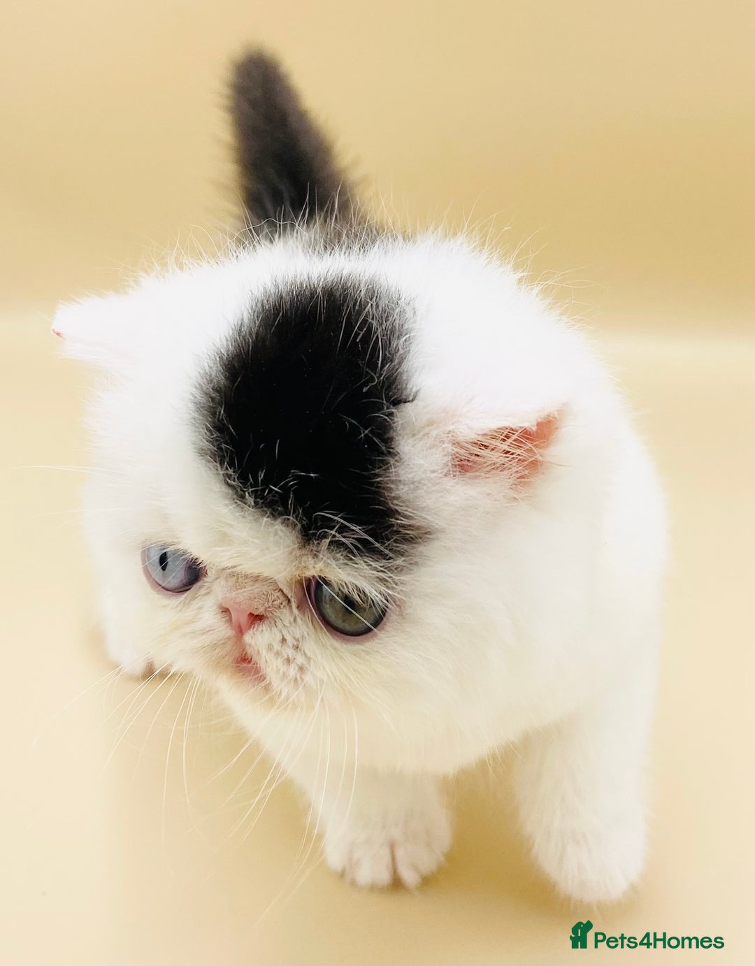 Exotic cats for sale: (Rare odd eye bicolours)🏆Exceptional. - Image 23