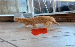 Maine Coon cats for sale: 🐾 Maine Coon Kittens X needing forever home 🐾 - Image 10