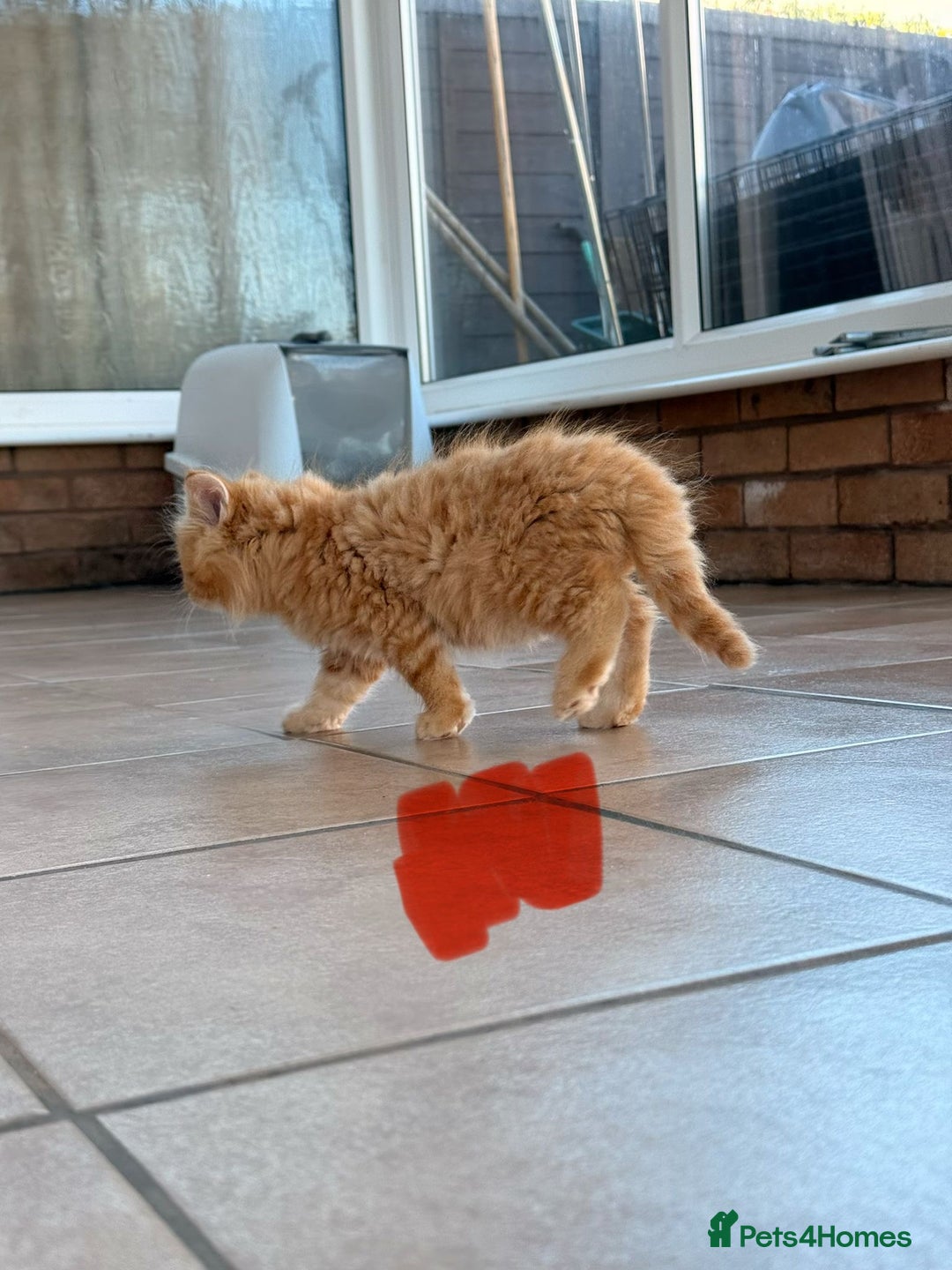 Maine Coon cats for sale: 🐾 Maine Coon Kittens X needing forever home 🐾 - Image 10