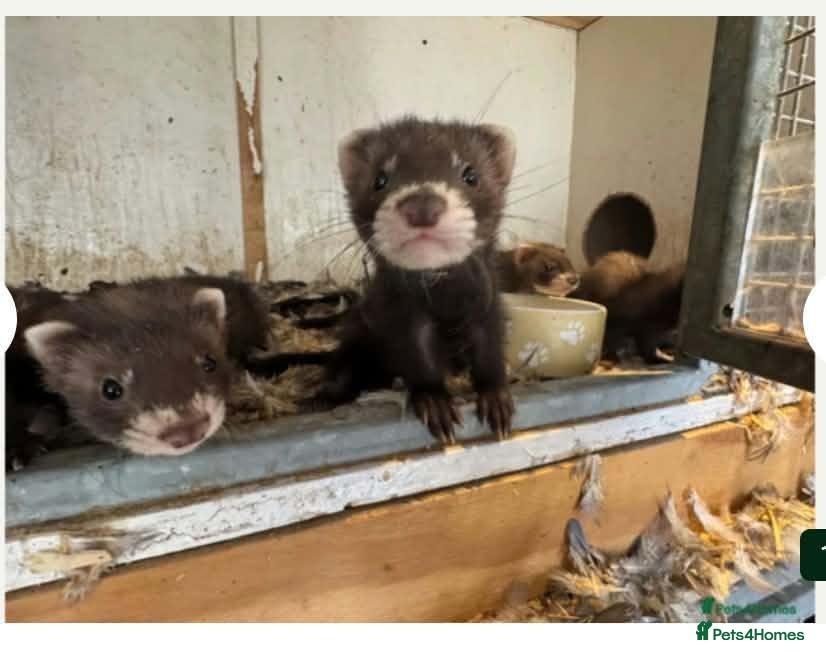 Ferret rodents 2 ferrets and full set up for sale. - Advert 15