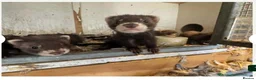 Ferret rodents for sale: 2 ferrets and full set up for sale. - Advert 1