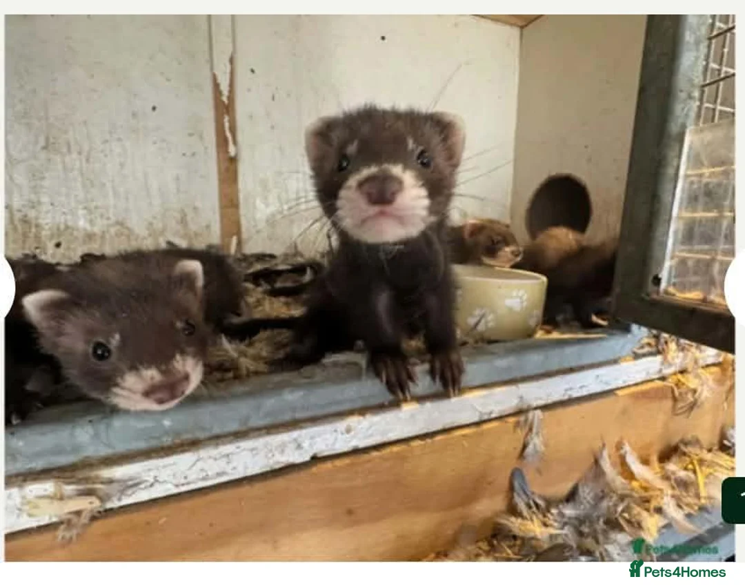 Ferret rodents for sale: 2 ferrets and full set up for sale. - Advert 1