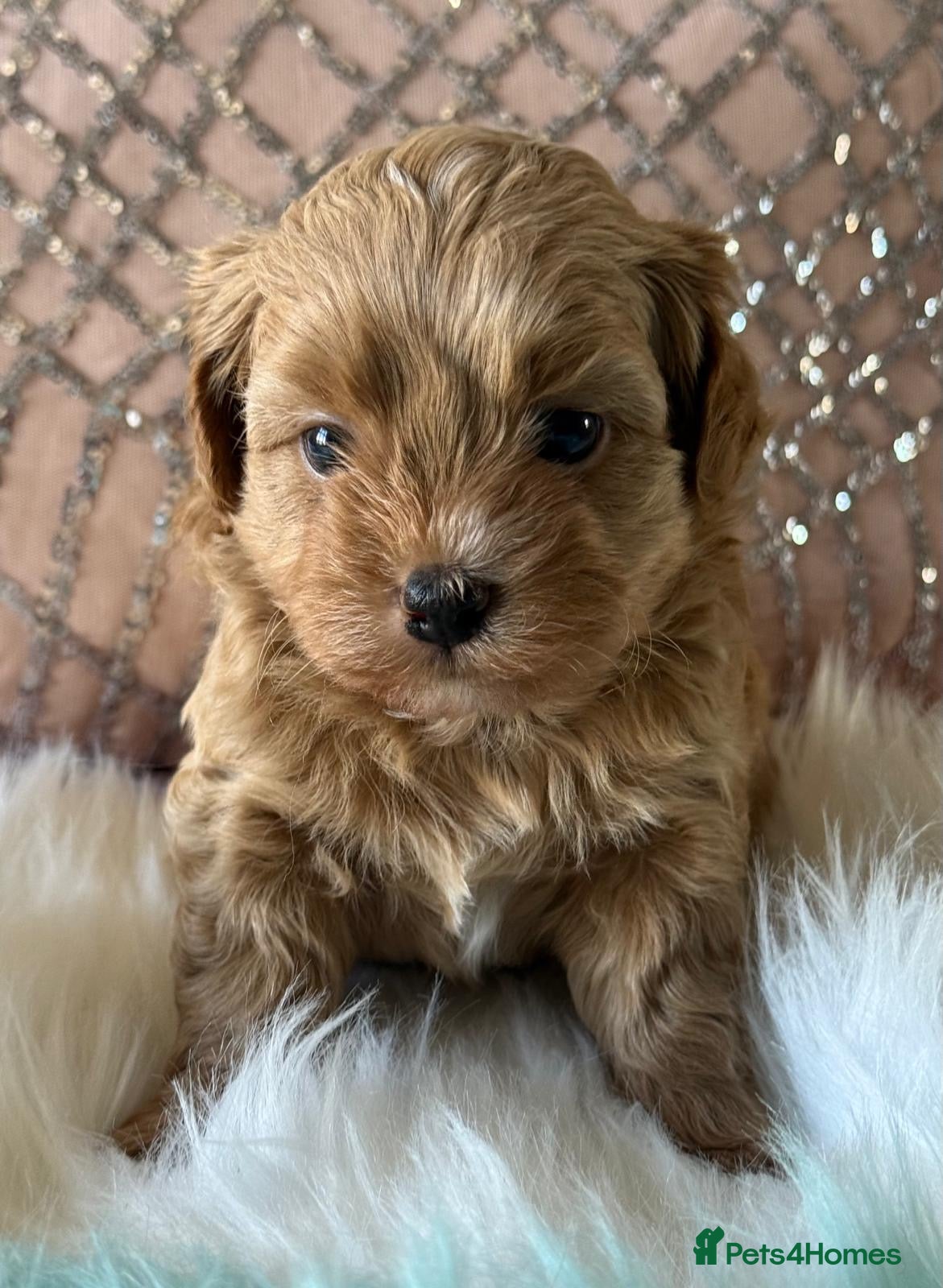 Shihpoo dogs Asian Shih Poo puppies - Advert 4