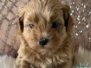 Shihpoo dogs Asian Shih Poo puppies - Advert 4