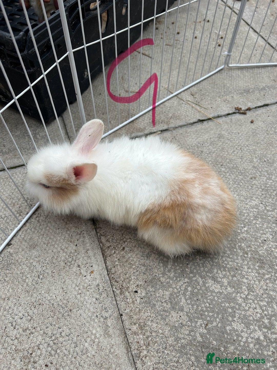 Lionhead rabbits for sale: Lionhead - Image 4