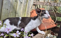 Oriental cats for sale: A truly exceptional Oriental blue bicolour boy - Image 3