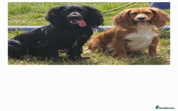 Cocker Spaniel dogs for sale: Cocker spaniel puppies  - Image 6