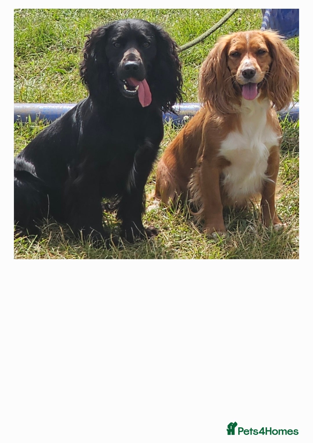 Cocker Spaniel dogs for sale: Cocker spaniel puppies  - Image 6