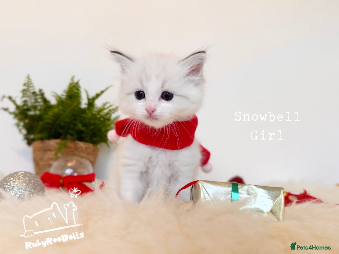 Ragdoll cats for sale: 🌟DNA Test🏆GCCF/TICA Championship Ragdoll Kitten - Advert 23