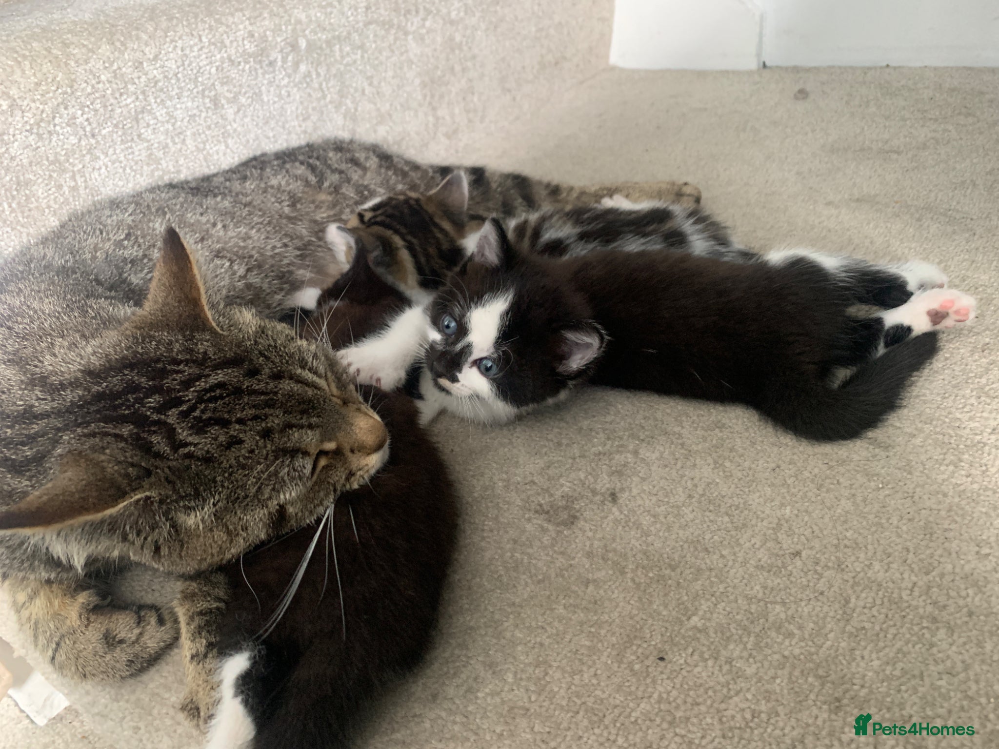 Mixed Breed cats for sale: Gorgeous Tabby Kittens - 3 Left - Advert 2