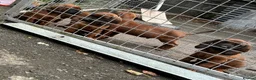 Bavarian Mountain Hound dogs for sale: Bavarian mountain hound pups in Londonderry - Advert 6