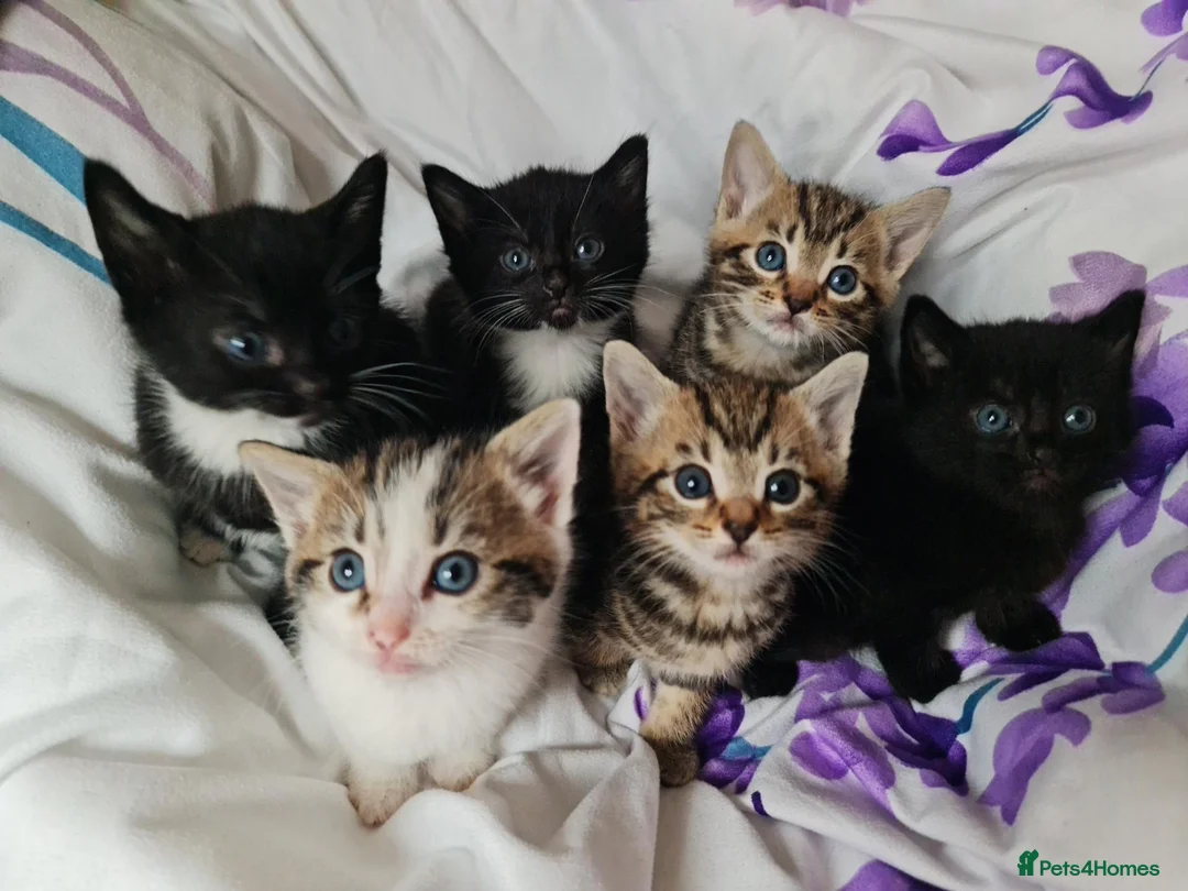 Mixed Breed cats for sale: Adorable & Playful Kittens Raised with Kids  - Advert 1