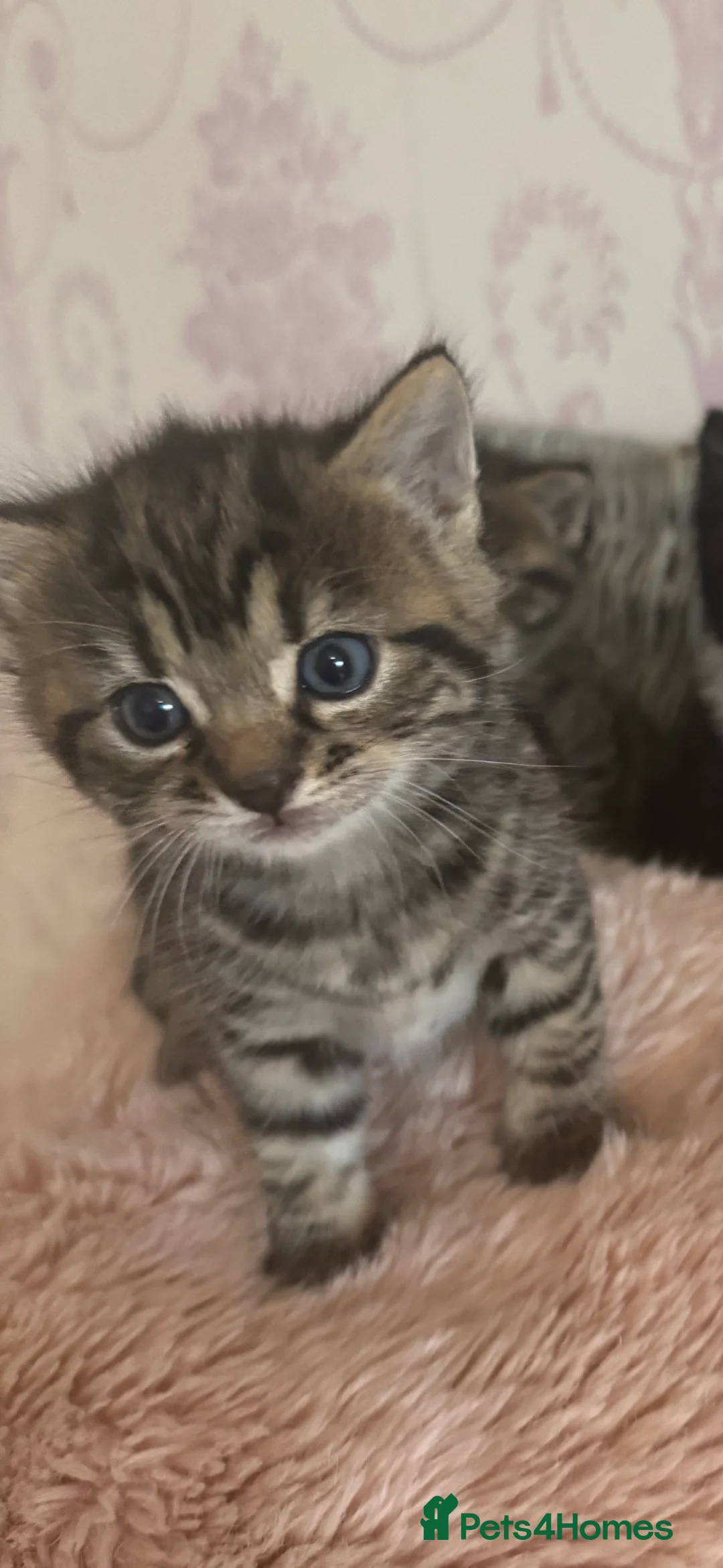 Mixed Breed cats for sale: Mixed breed kittens  - Advert 2