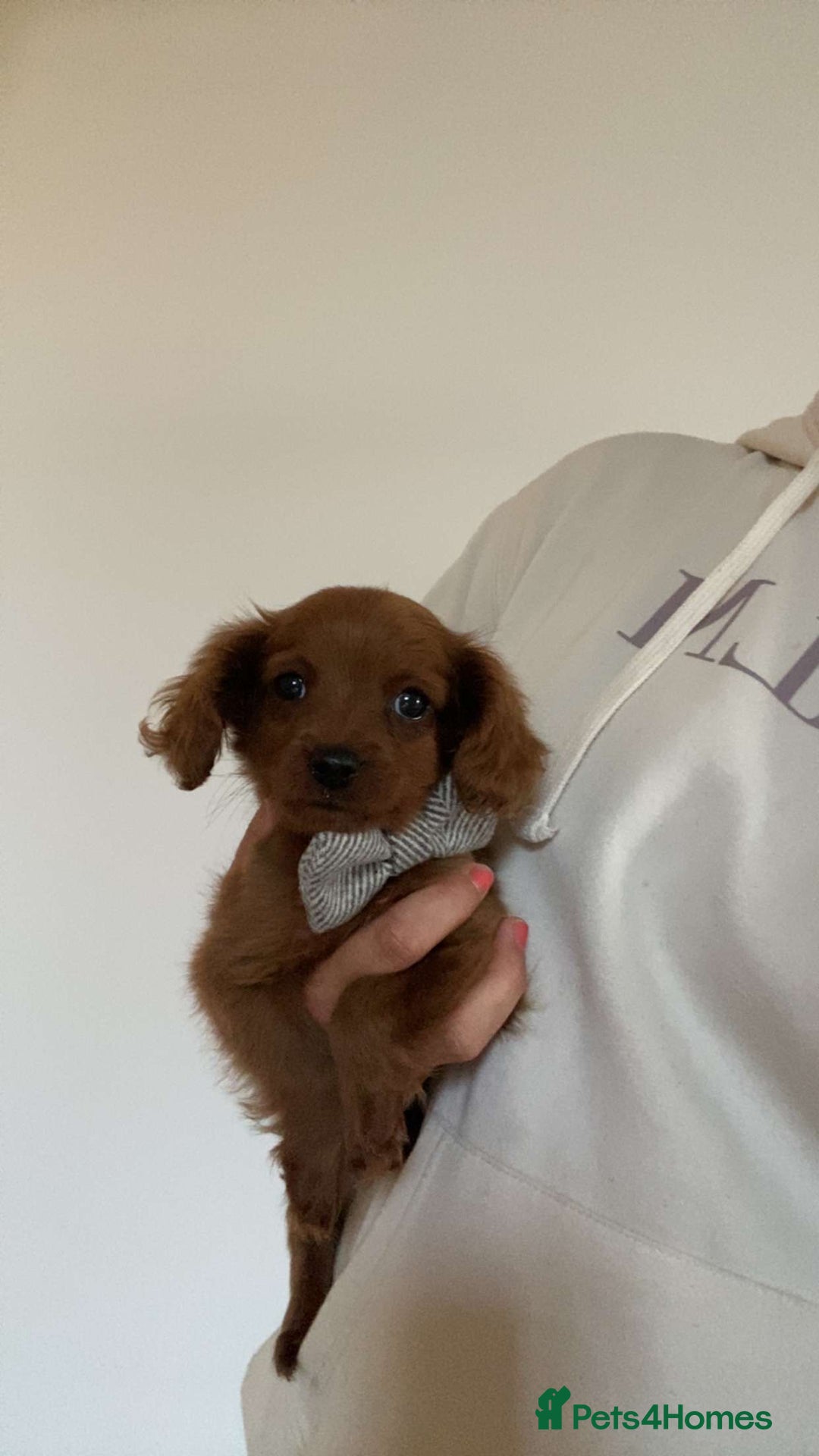 Cavapoo dogs for sale: STANLEY 🎀 - Image 21