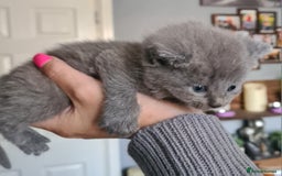 British Shorthair cats for sale: British short hair kittens  - Image 1