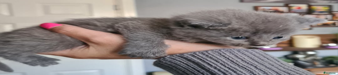 British Shorthair Kitten 1