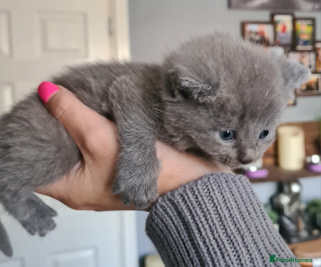British Shorthair cats for sale: British short hair kittens  - Image 1
