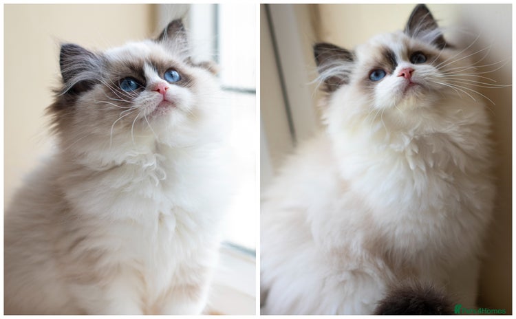 Ragdoll cats - Advert 15
