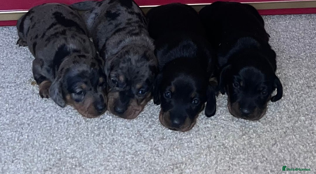 Miniature Dachshund dogs for sale: 4 beautiful minis  - Advert 4