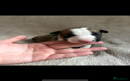 English Bull Terrier dogs for sale: English bull terriers  - Image 15