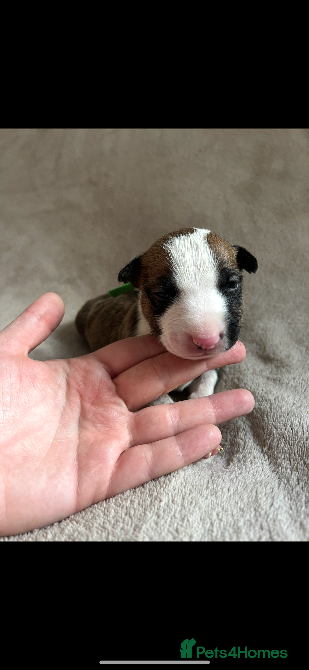 English Bull Terrier dogs for sale: English bull terriers  - Image 15