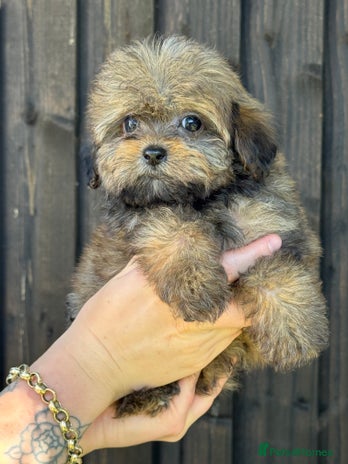 Shih Tzu dogs - Advert 1