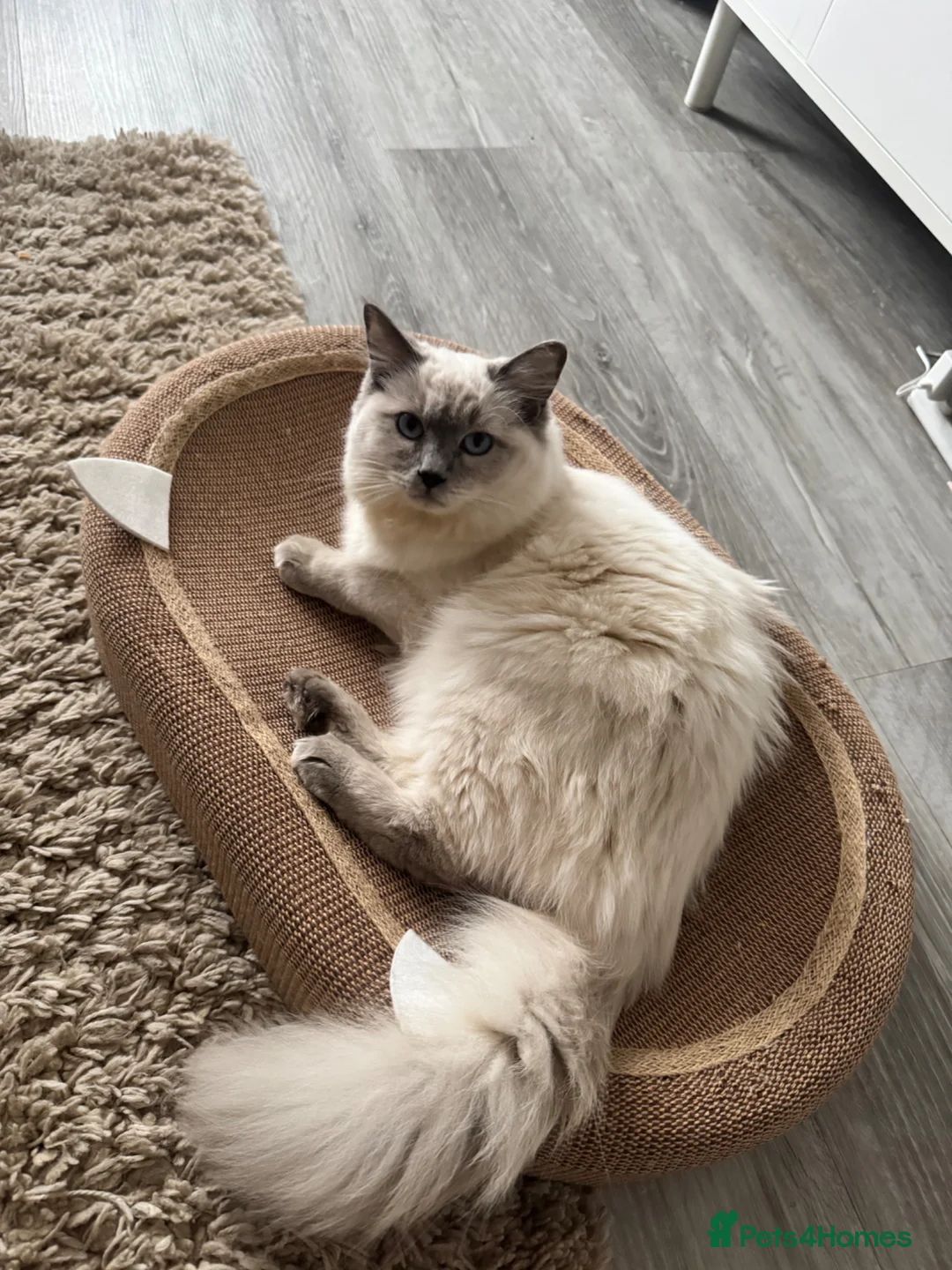 Ragdoll cats for sale: Blue point ragdoll female in Leven - Advert 2
