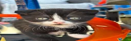Mixed Breed cats for sale: 6 Beautiful Kittens - Advert 13