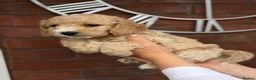 Cavapoochon dogs for sale: Lovely puppies looking for good home  - Advert 12