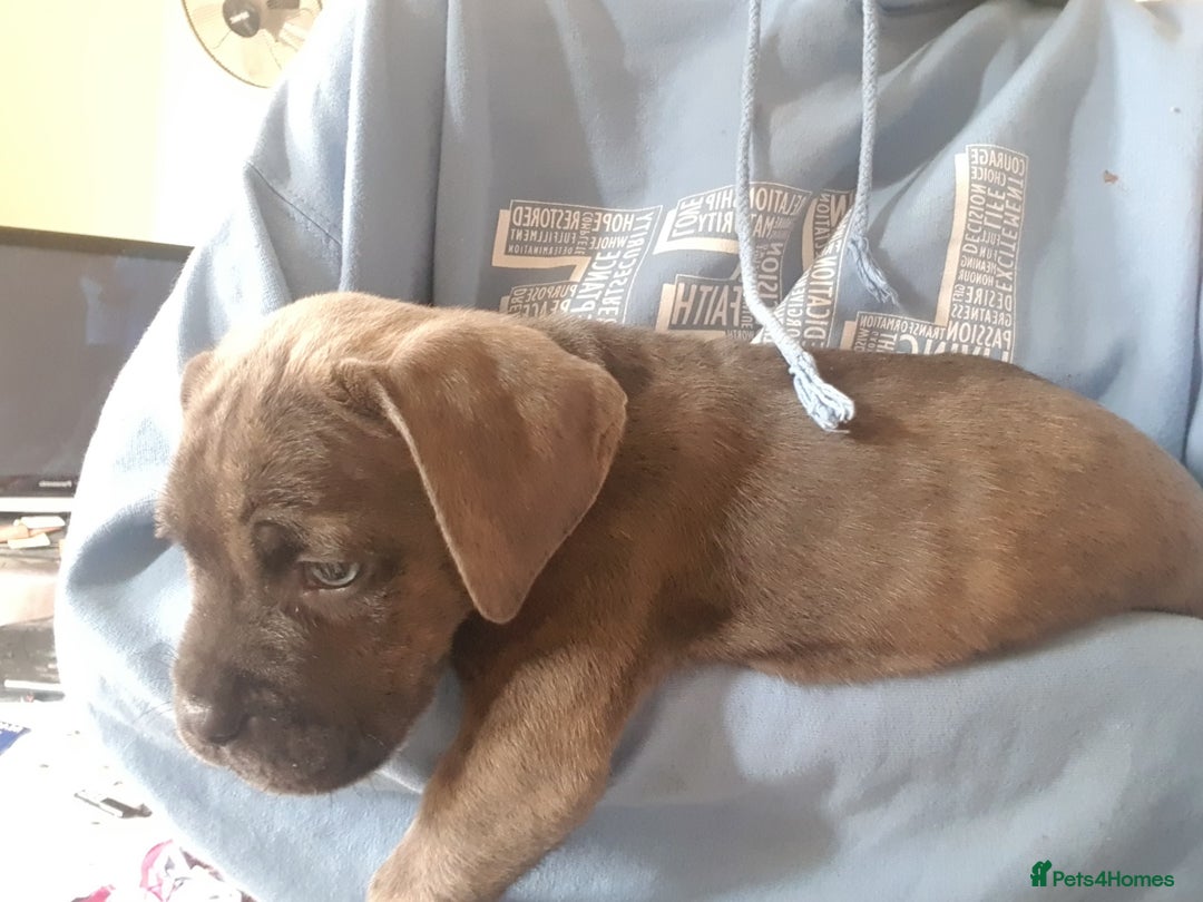 Mixed Breed dogs for sale: 5 cane corso mix puppies - Image 8