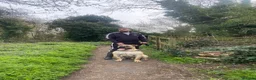 Presa Canario dogs for stud: MALE CANARY MASTIFF BRUCE THE PRESA (THE TANK) in Wolverhampton - Advert 3