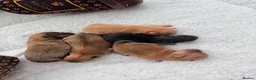 Pomeranian dogs for sale: 🫶🏽 5 BEAUTIFUL POMERANIAN PUPPIES 🫶🏽   - Advert 4