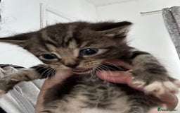 Ragdoll cats for sale: Ragdoll cross bengal - Image 3