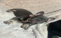 French Bulldog dogs for sale: French bulldogs 2 females remaining  - Advert 14