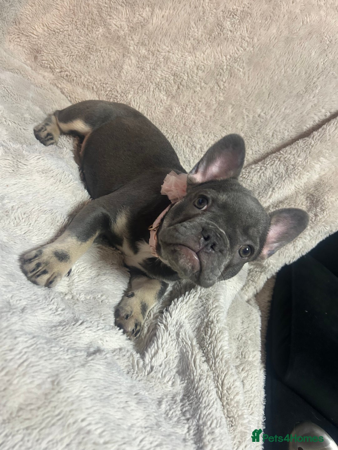 French Bulldog dogs for sale: French bulldogs 2 females remaining  - Advert 14