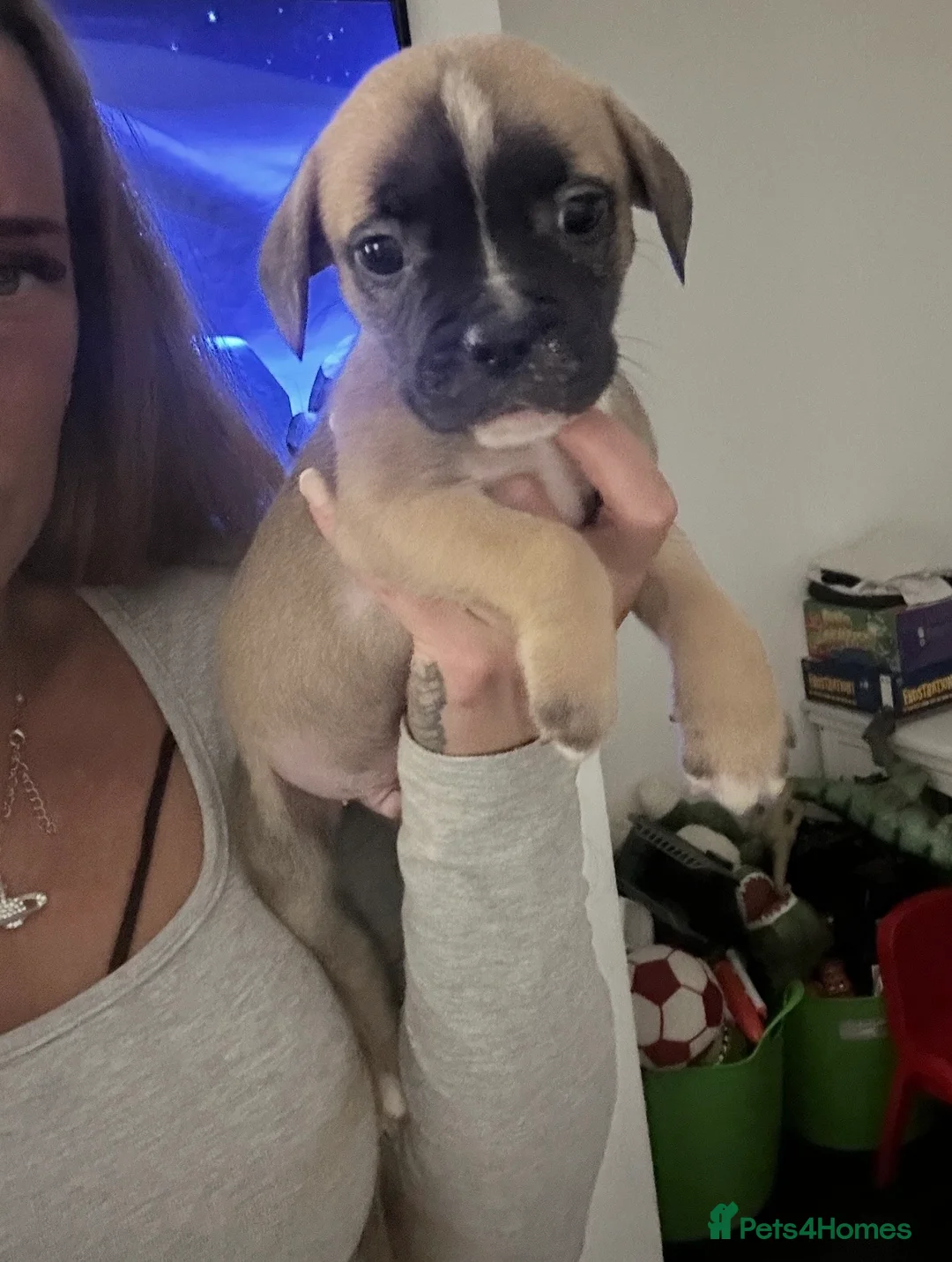 Mixed Breed dogs for sale: Last boy looking for his forever home  - Advert 15