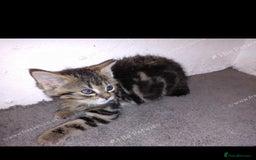 Mixed Breed cats for sale: Three kittens  - Image 2