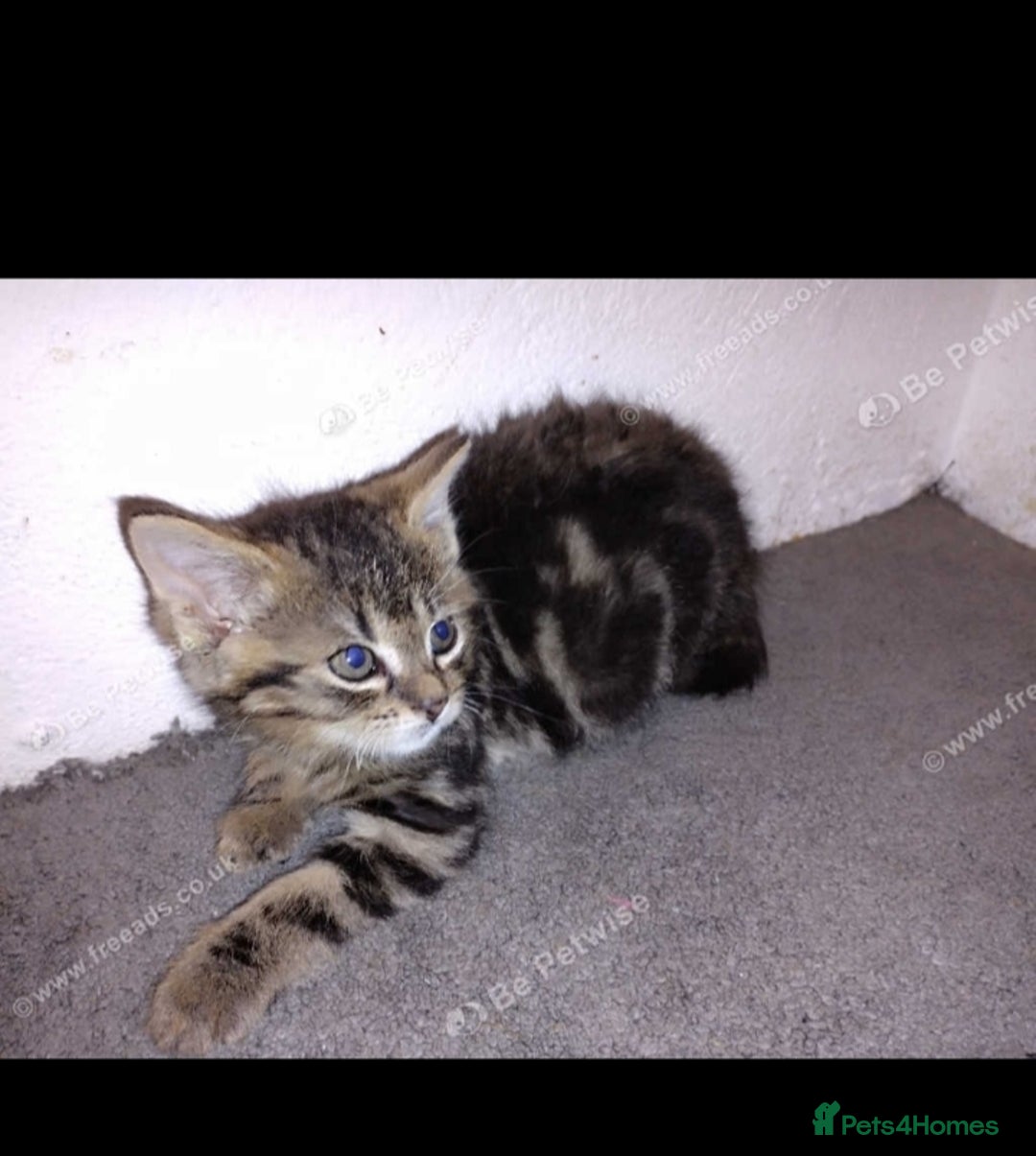 Mixed Breed cats for sale: Three kittens  - Image 2