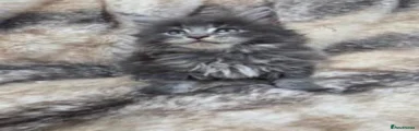 Maine Coon 3