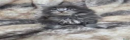 Maine Coon cats for sale: Maine Coon kittens for sale  in London - Advert 4